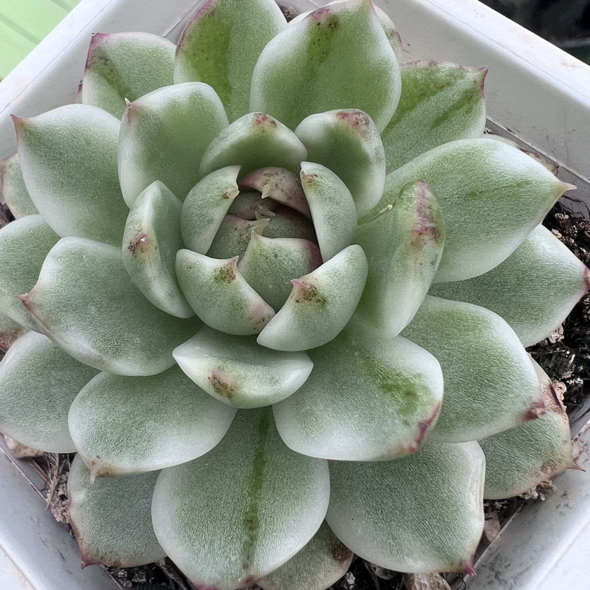 黑水晶锦，覆轮锦多肉