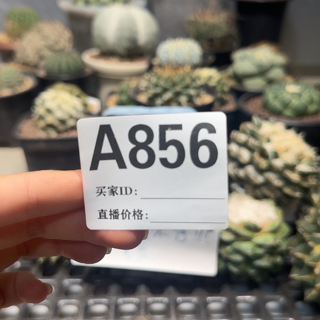 哼***哼实生仙人球特价一颗