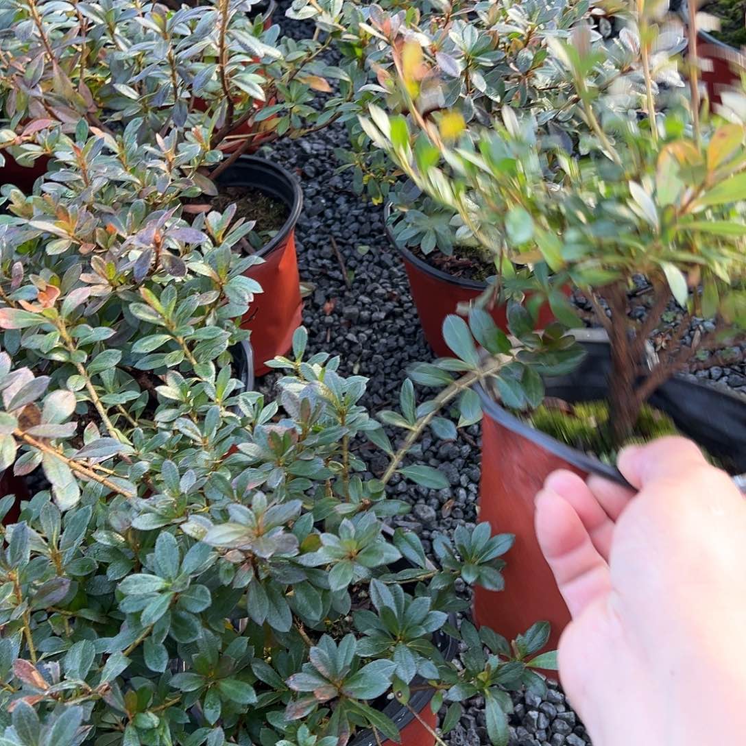 无花朵盆景皋月杜鹃若惠比须