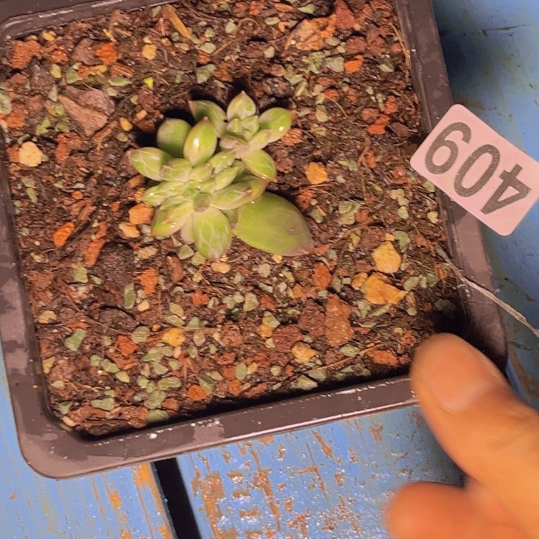 多肉植物美人缀409