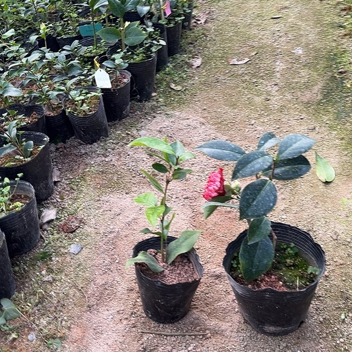 大部分花苞少量开放艳口红乌仙