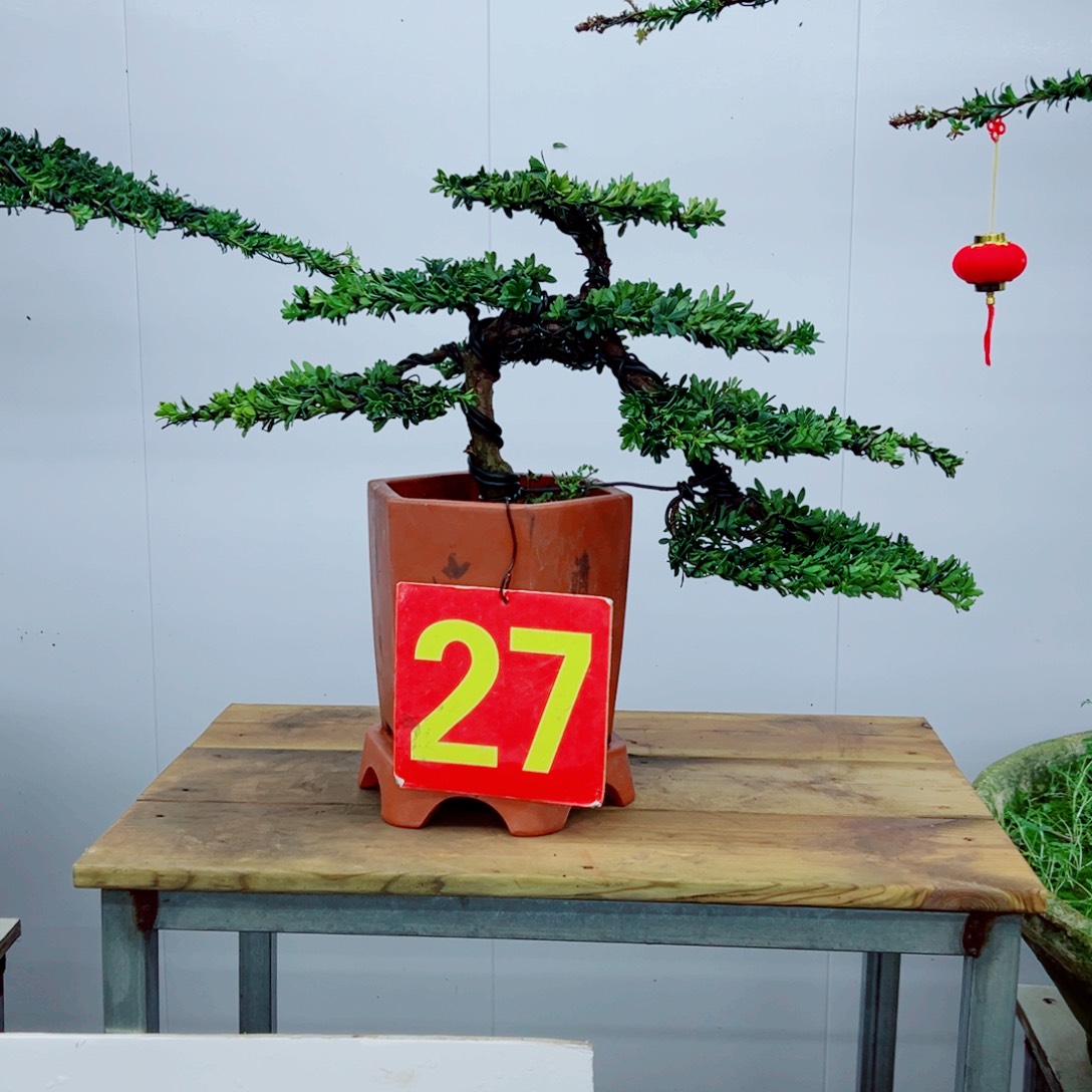 罗汉松罗汉松造型盆景树