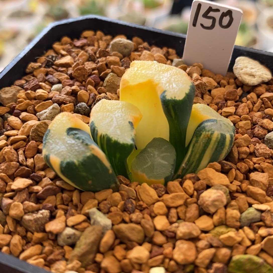 150号大明湖万象锦带盆