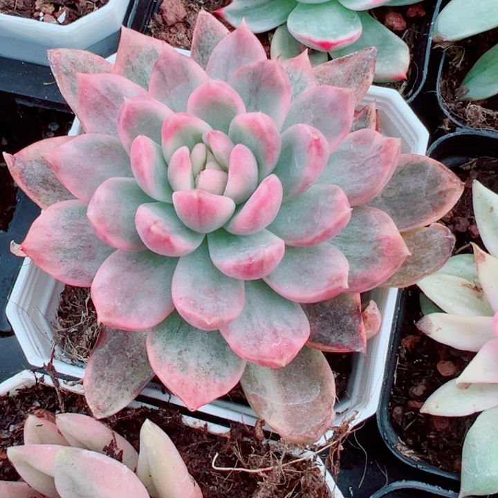 卡门锦多肉植物391