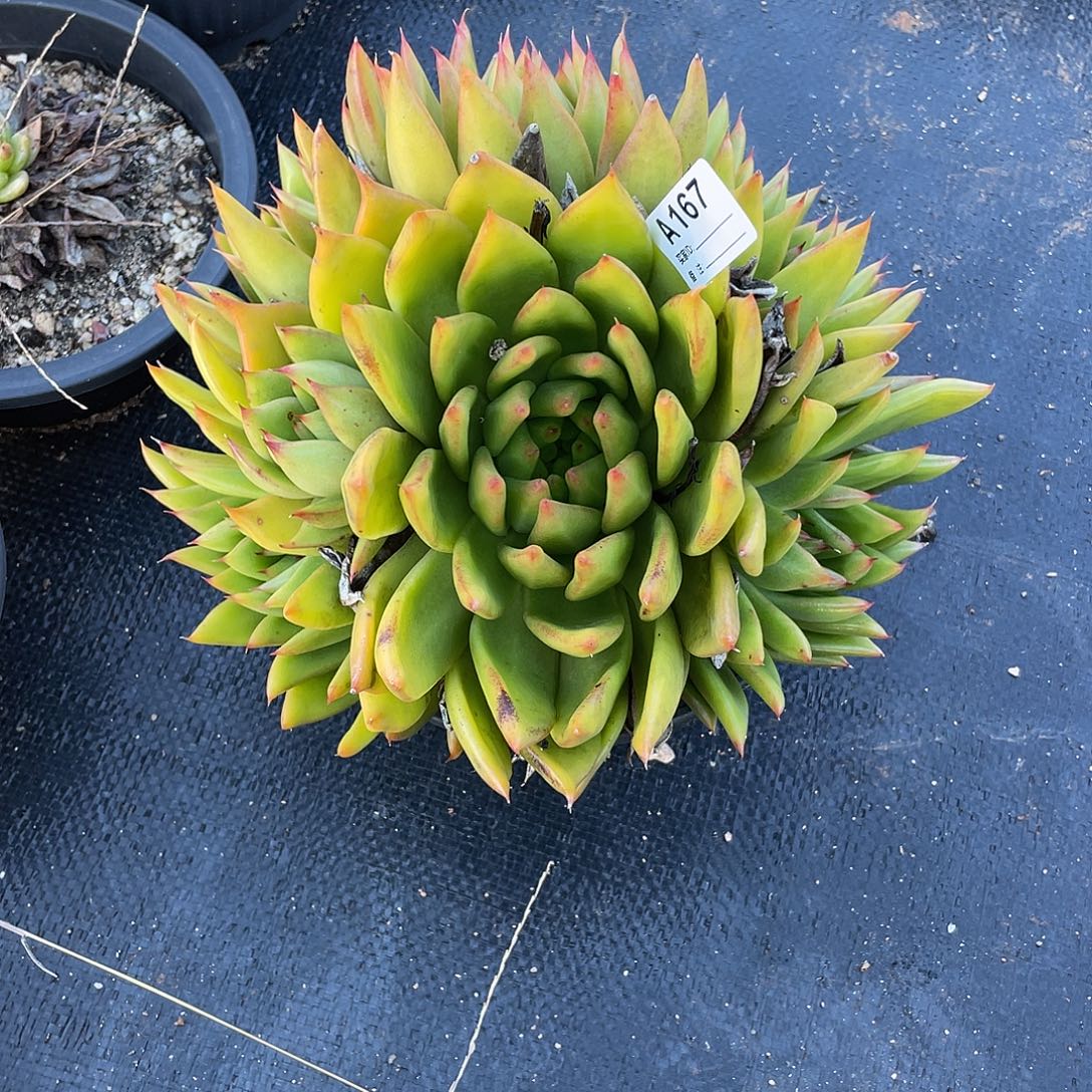 若如东云单拍A167