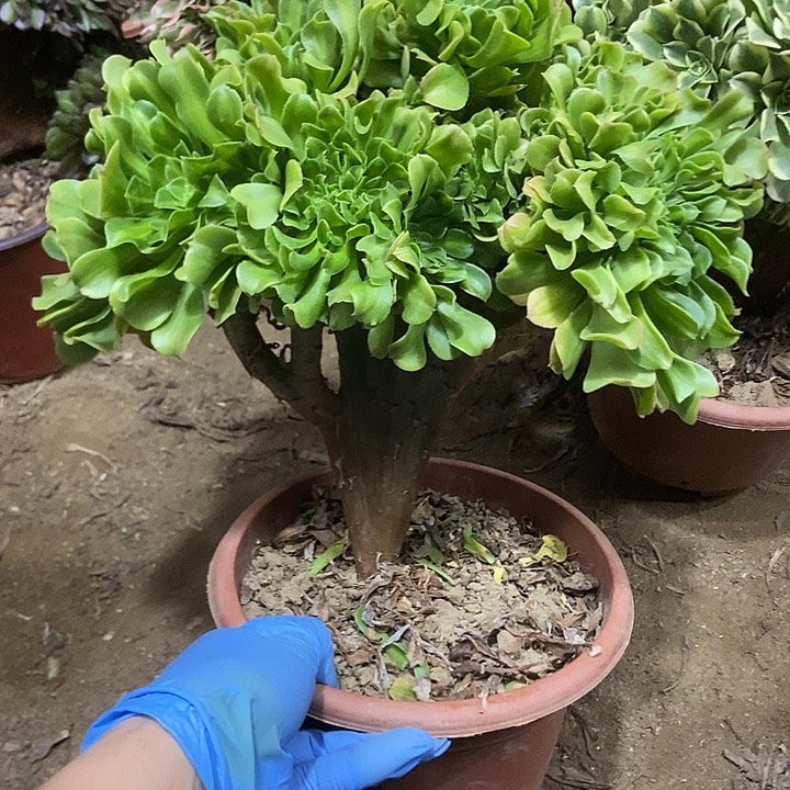 949翡翠琉璃老庄缀化老