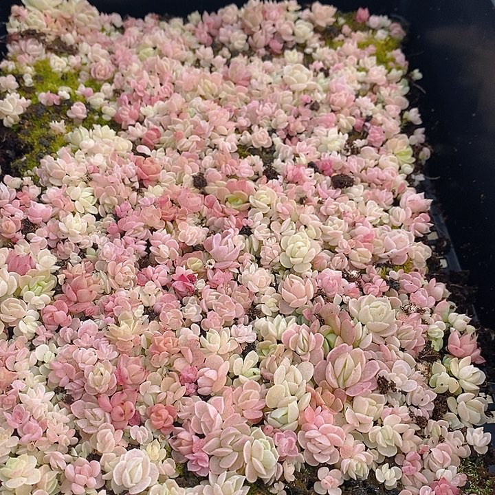 274 多肉植物盆栽花卉植物