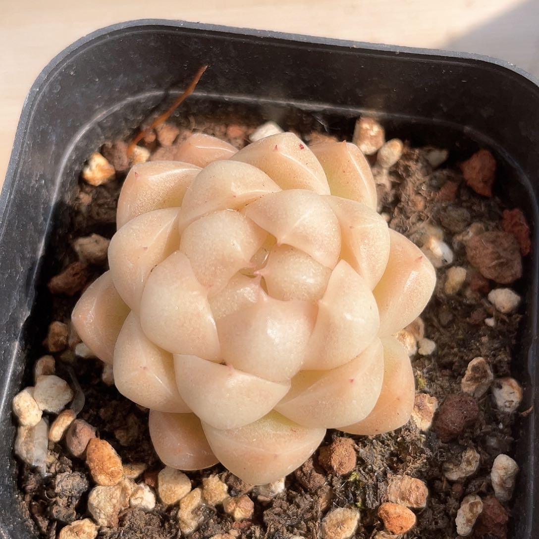 优选麦秆福利8489