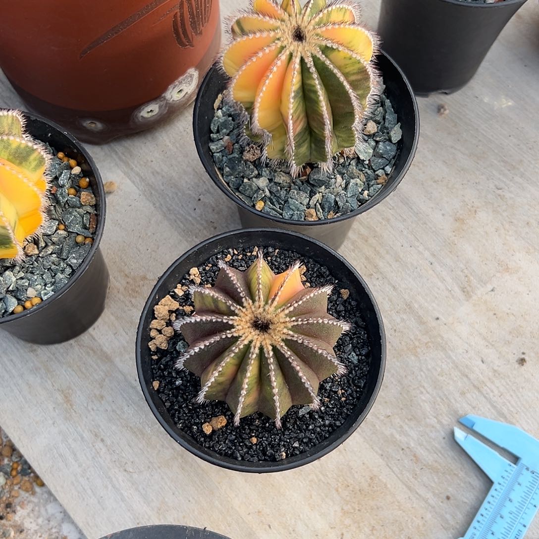 完全开放尤伯球锦ggggg 