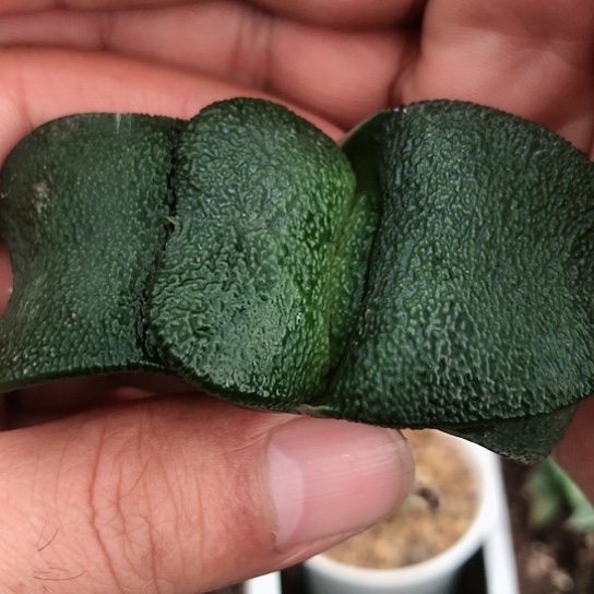 实生军配蜗牛蜗牛多肉126