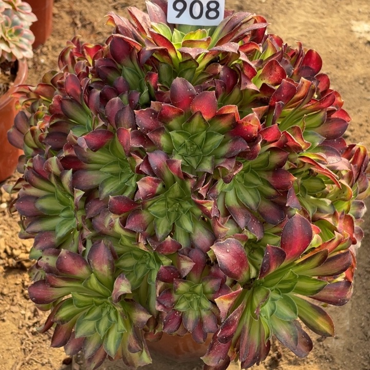 完全开放908多肉植物韶华