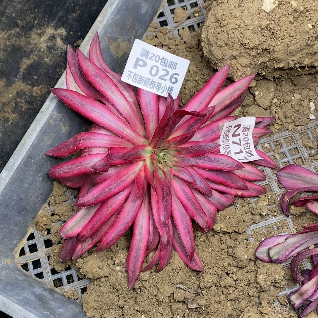 026朱雀多肉法师锦多肉