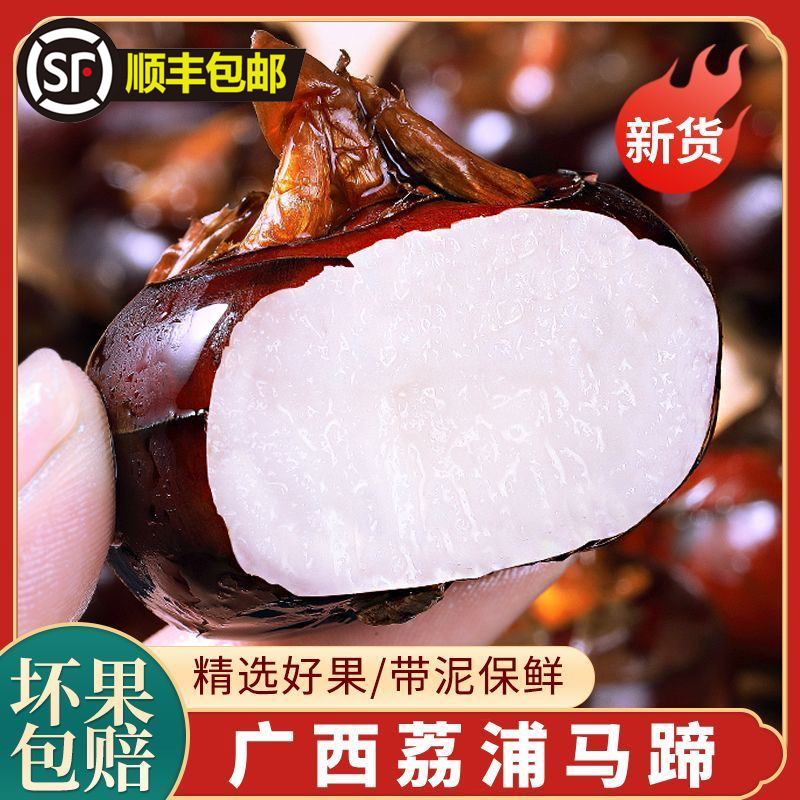 《顺丰》广西马蹄新鲜现挖正宗荔浦荸荠大果地梨地栗清甜无渣水果