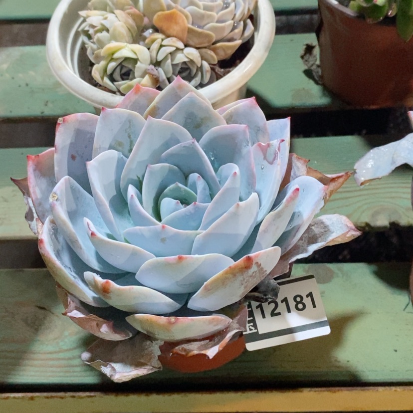 【闪购商品】白莲12181