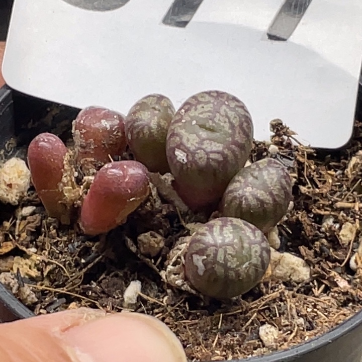 完全开放877流水铜壶