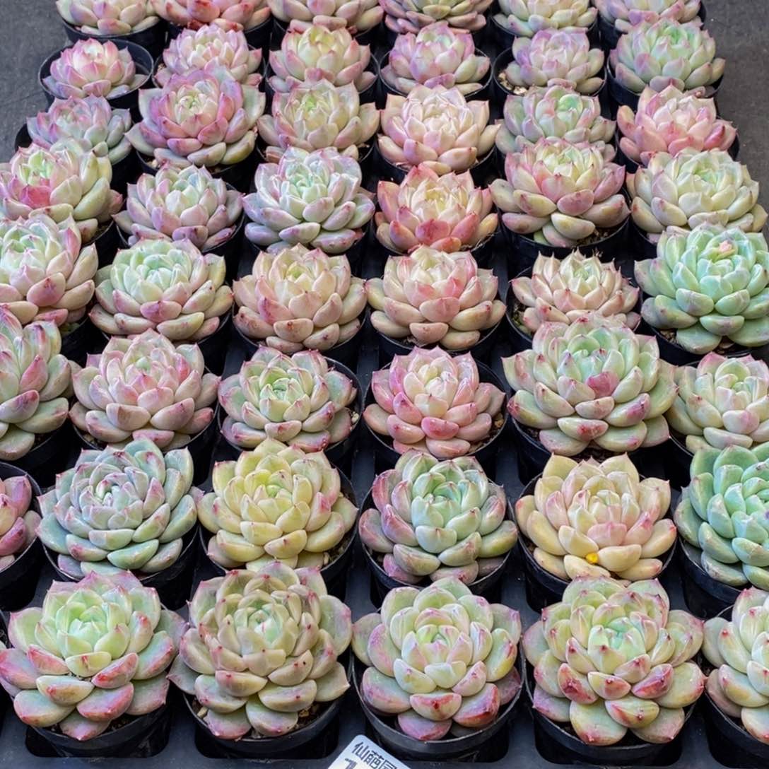 蔡*•126多肉植物保护研究所所长