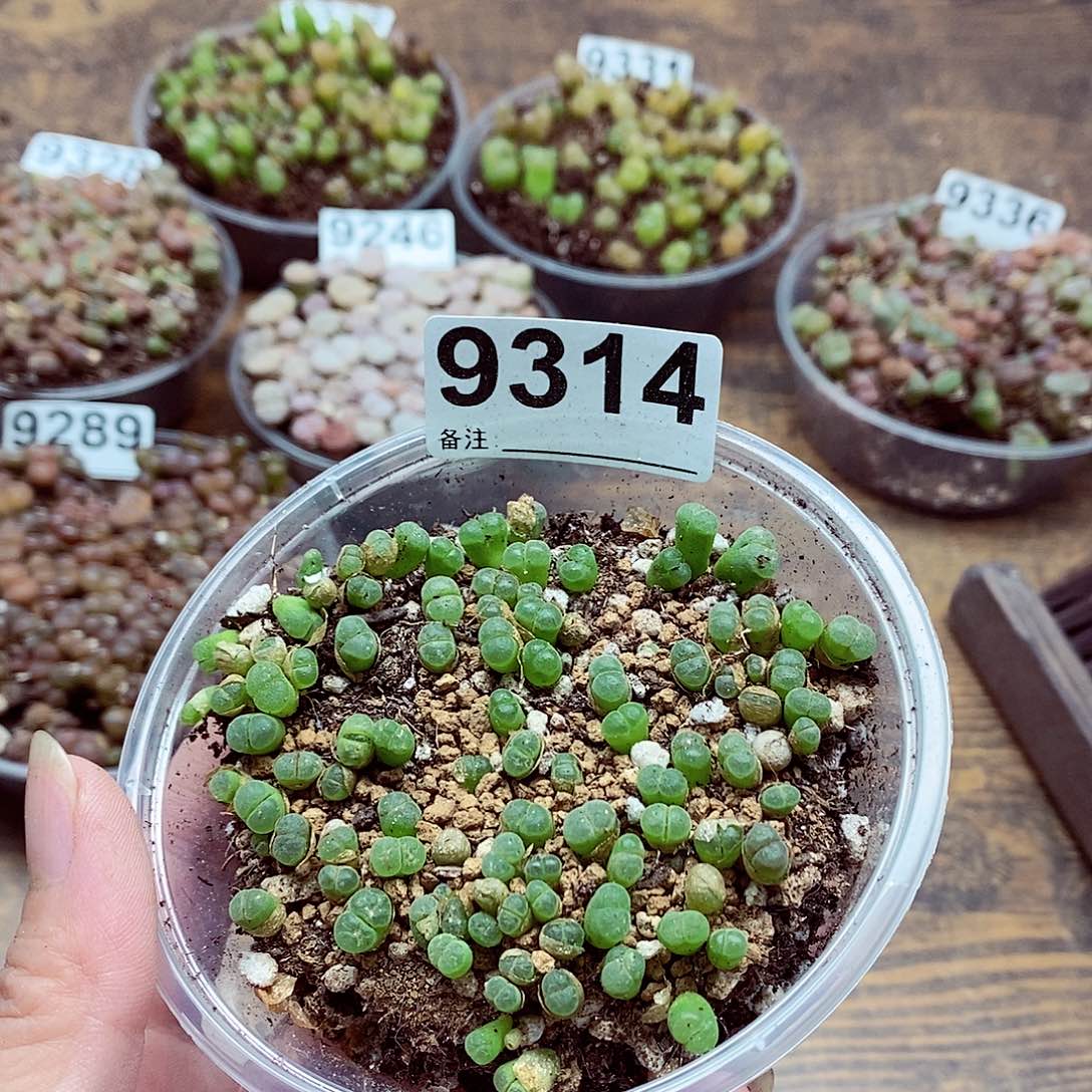 9314健健康极窗风铃