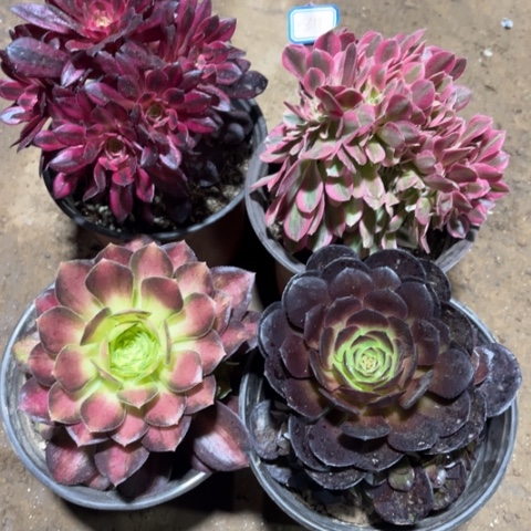 811多肉植物组合