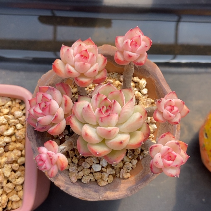 【闪购商品】荷花无砍