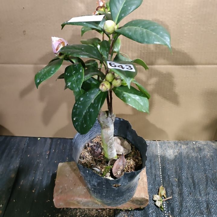 643情人节，超级贝蒂，原盆原土