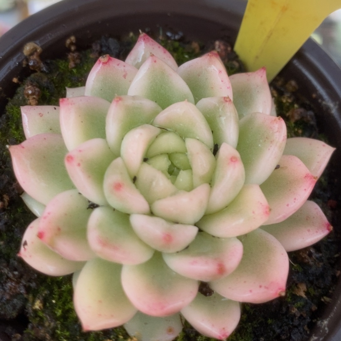 273东云杂锦锦锦锦锦锦