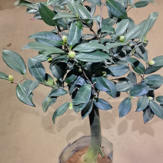 全部花苞露天苗木容易养护