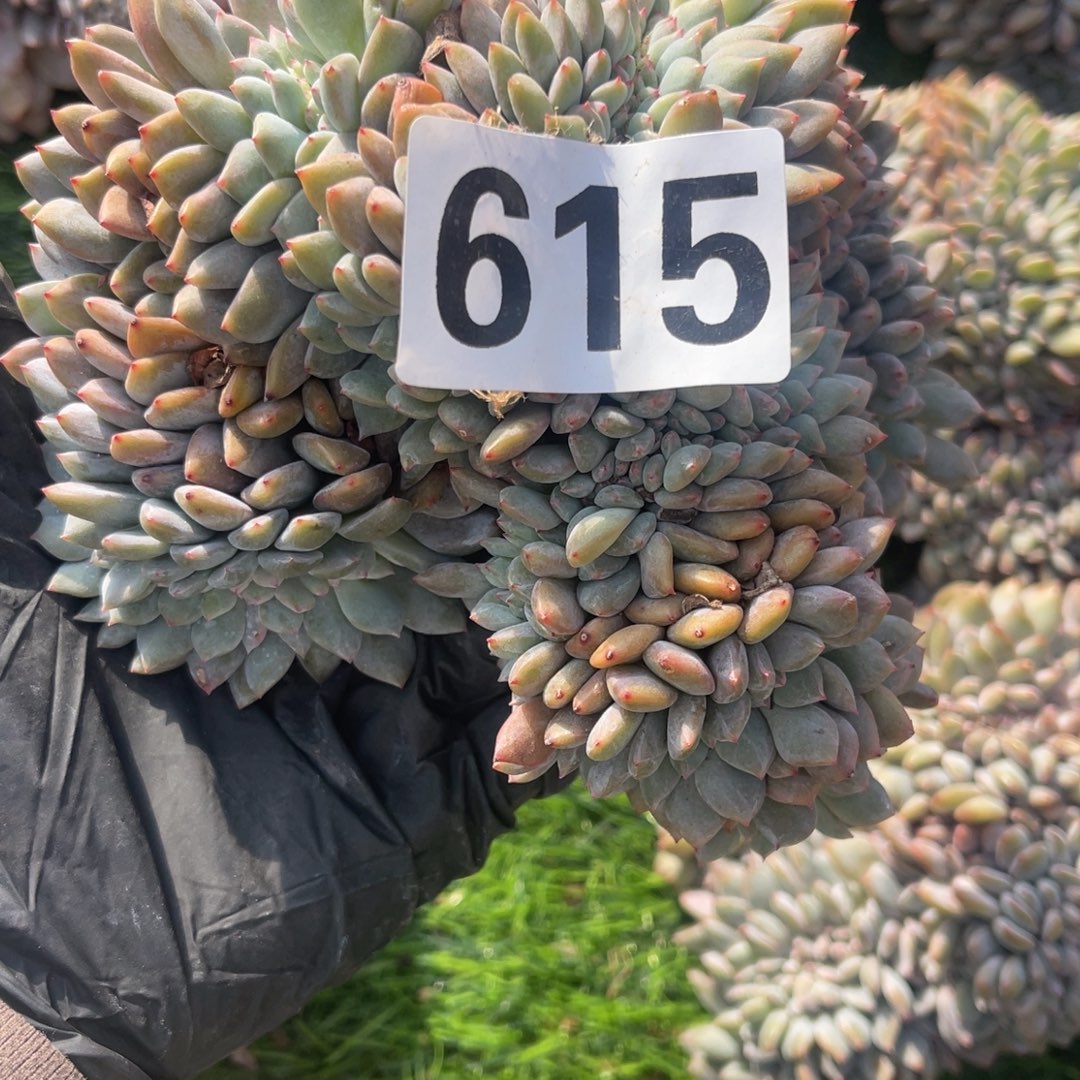 615号18088899988888