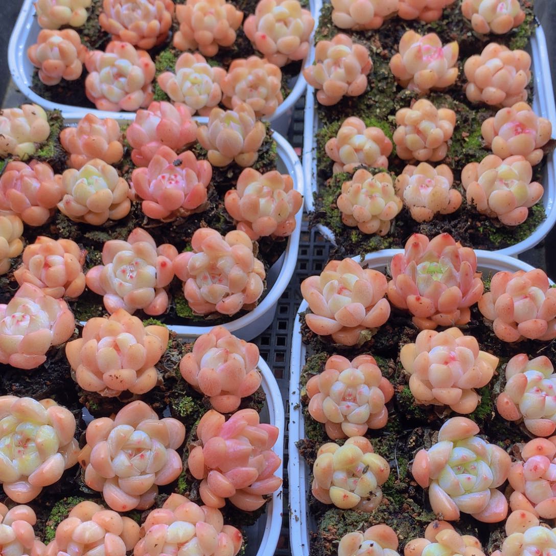 我也想要这样一款面多肉024