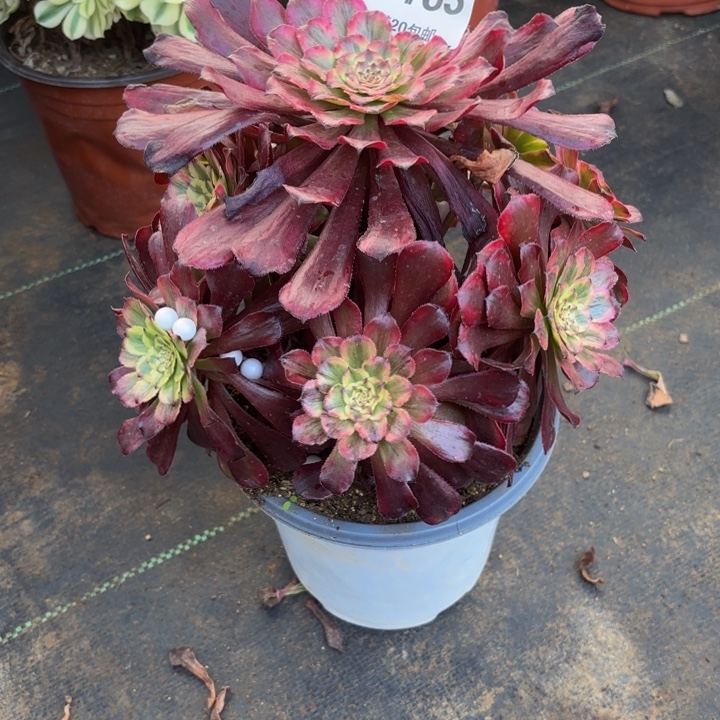 瑞妈，，，。。163。。。。