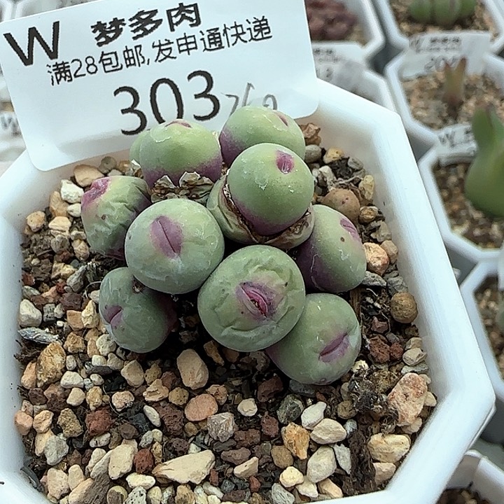 w303。   大型红嘴。  