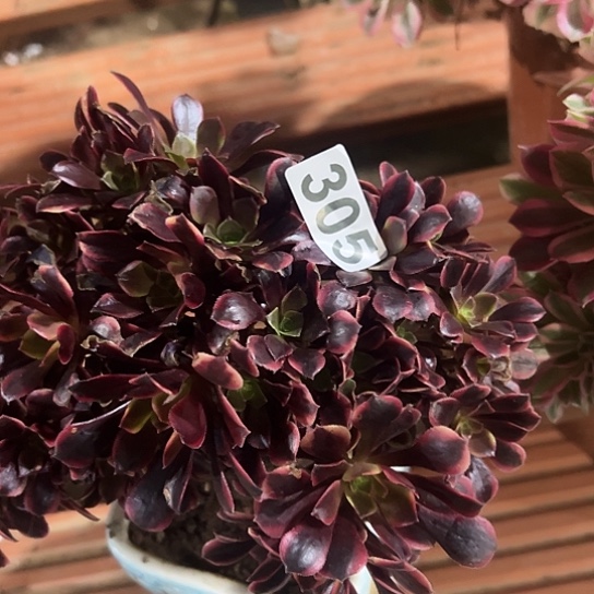 锦***当多肉植物体一个欧嘉莉