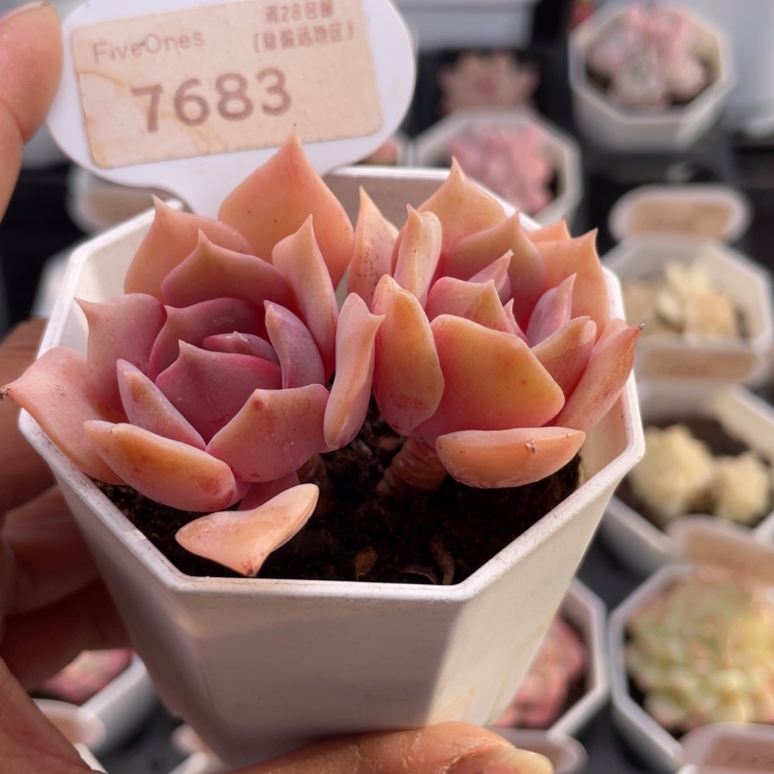 粉蝶7683-6.5厘米