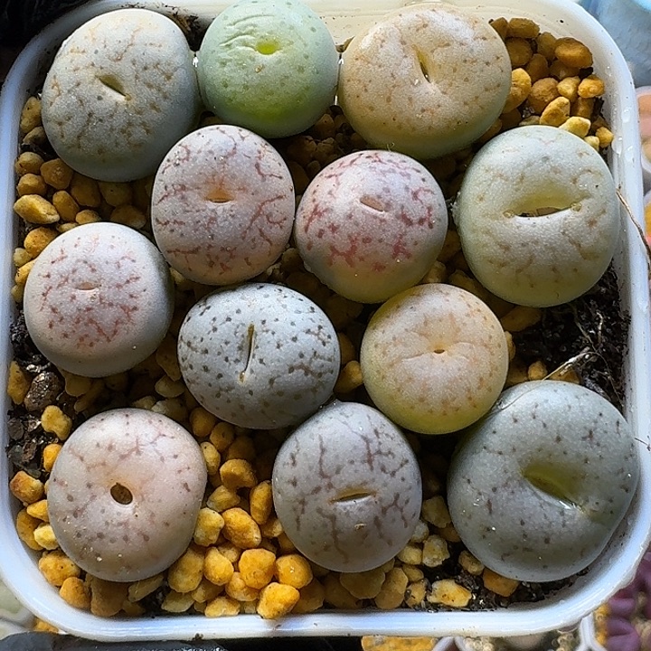 生石花111111。  166