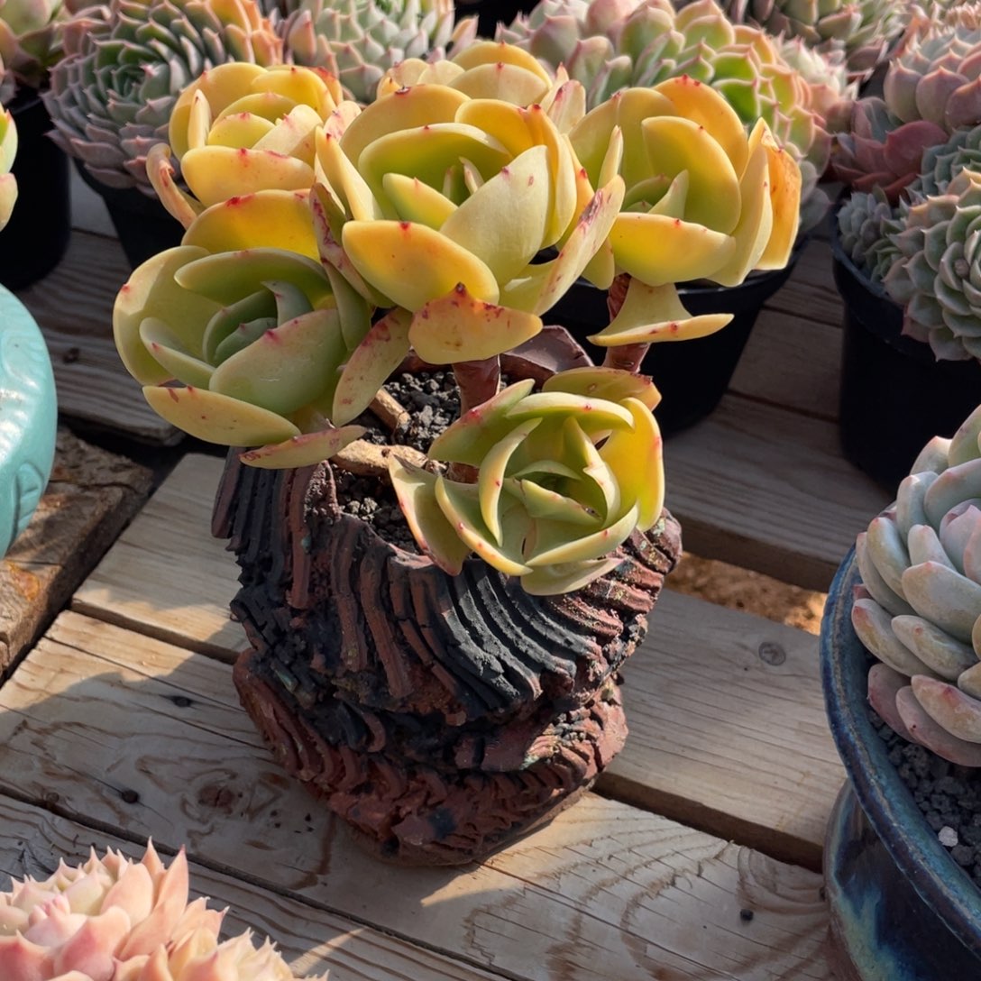 手捧碧桃多肉植物