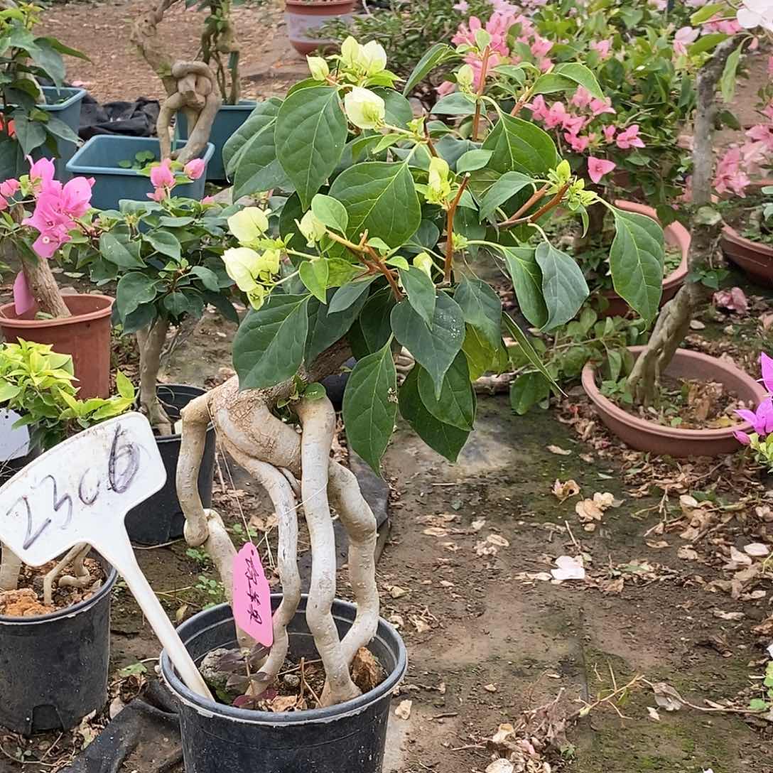 大部分开放少量花苞青苹果2306