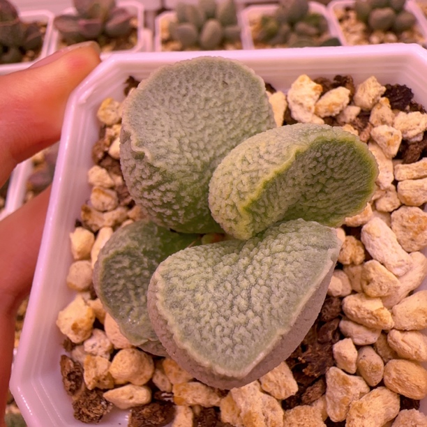 实生新品分株多肉水泡 一物一拍