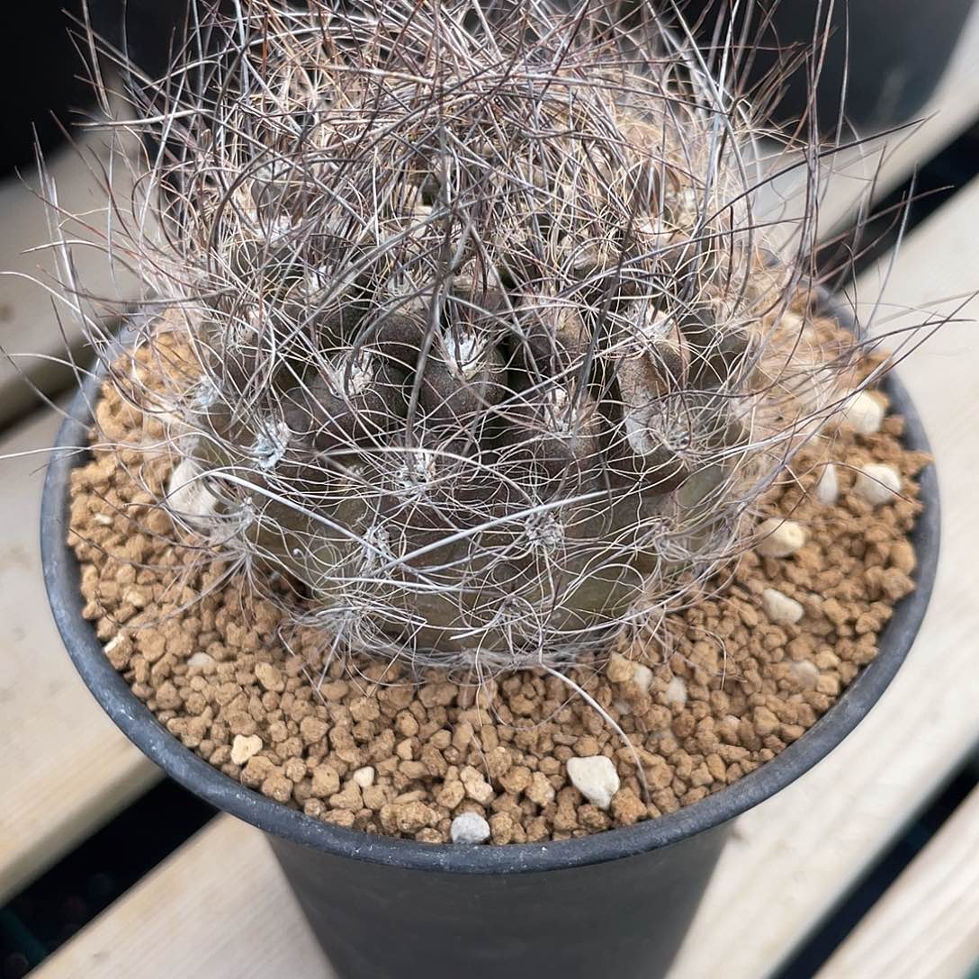 刘***格仙人球混乱玉带盆一物一拍