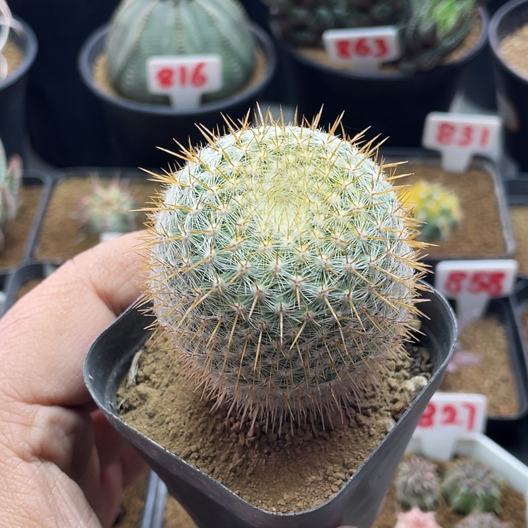 实生金刺敷岛仙人球