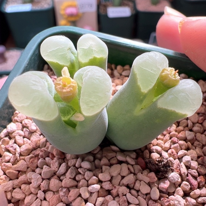 A414.  青蛙种源优选五年2151母本。   