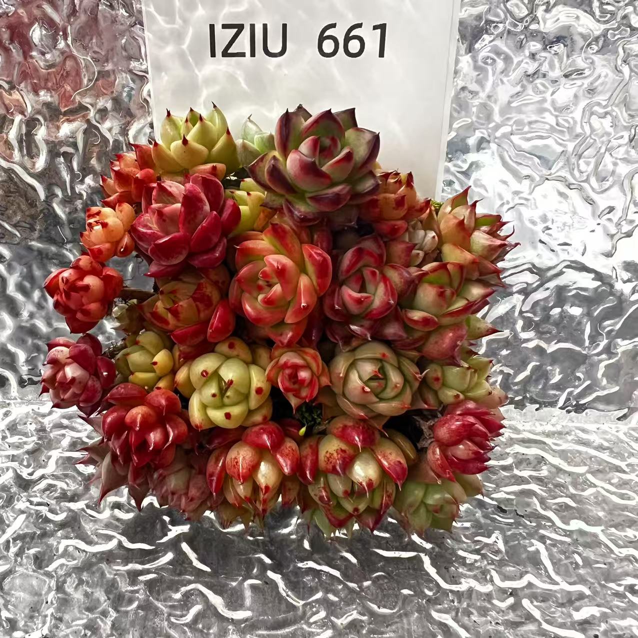 【直播专享】无土多肉--蛋糕24（不含盆）