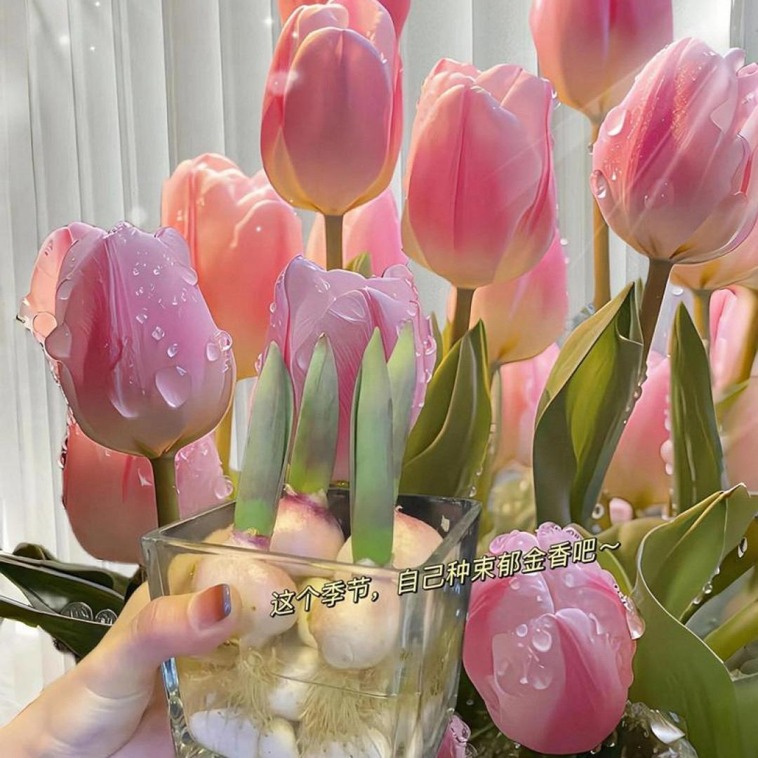 【荷兰进口】水培郁金香种球大球多色可选水培土培室内室外阳台花卉
