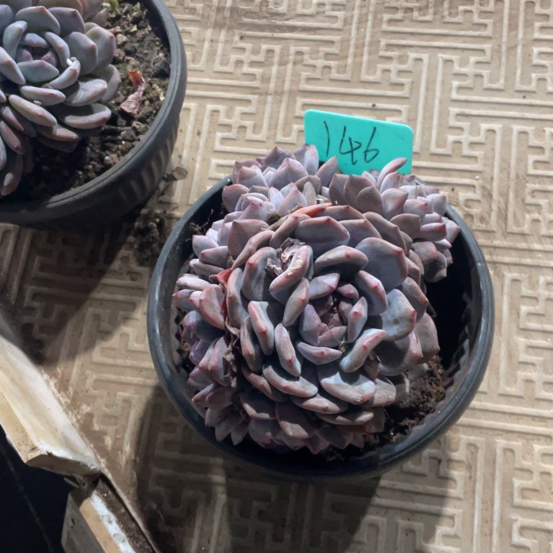 星影缀化多头群生146