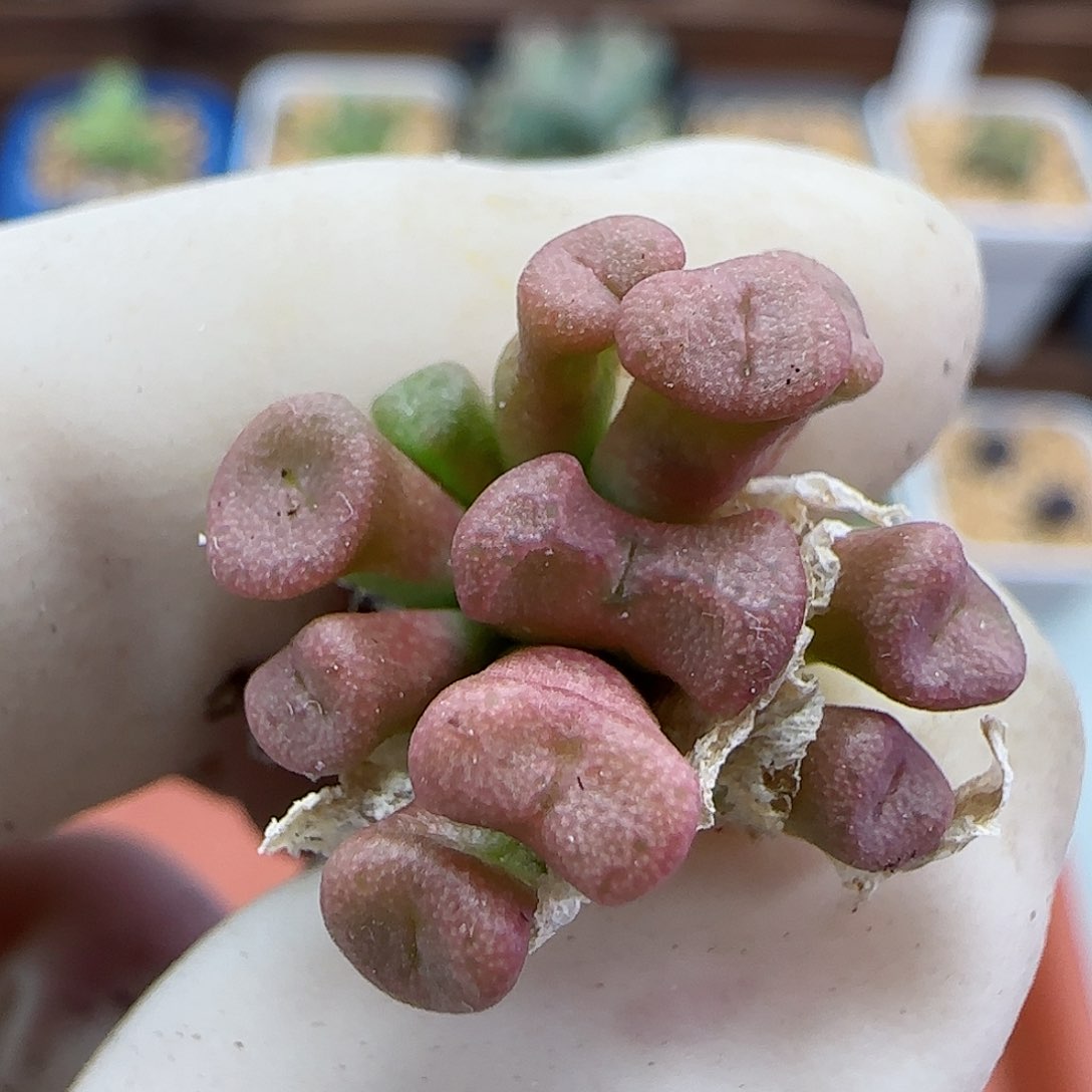 395伊尔马猪鼻子