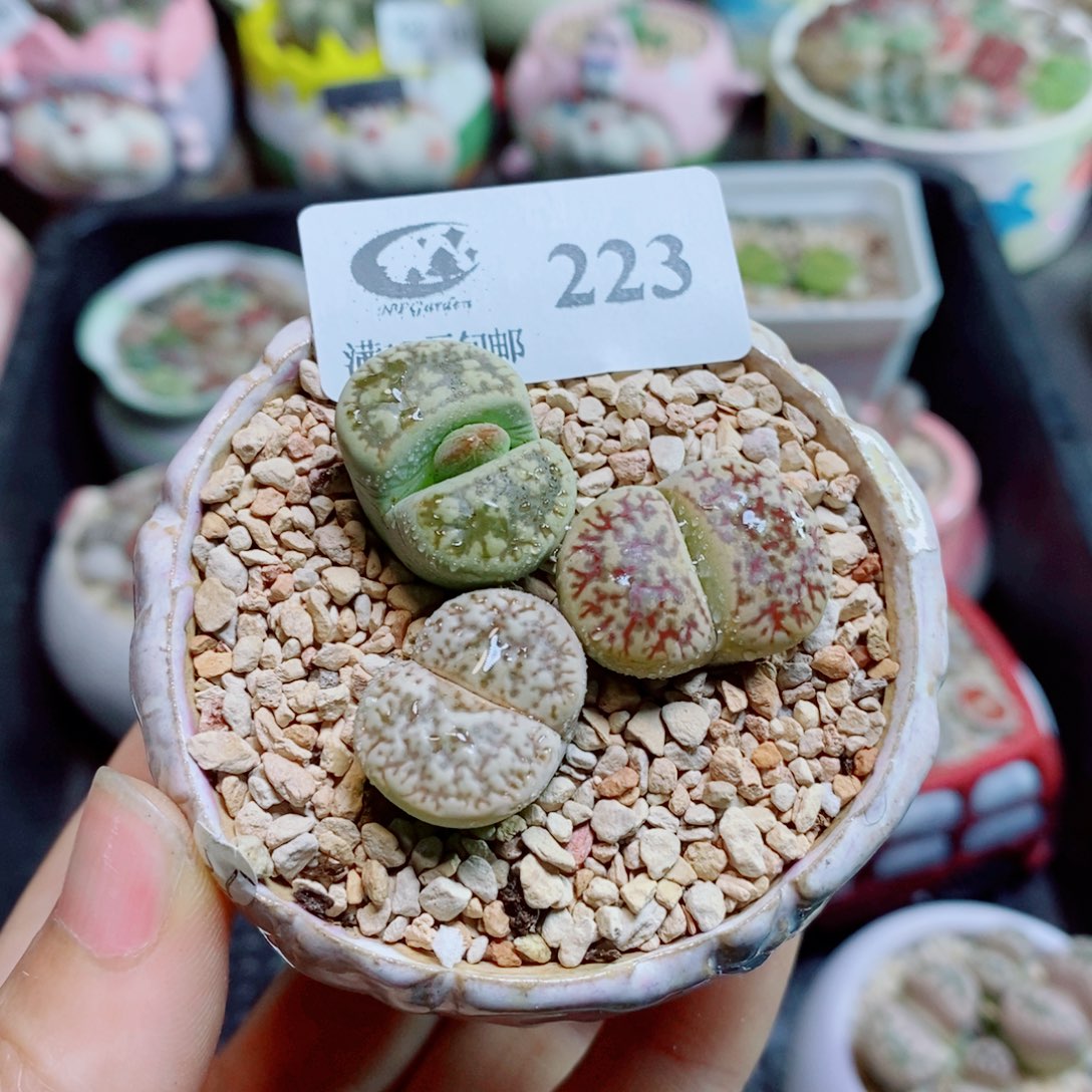 生石花花花花花花花花223