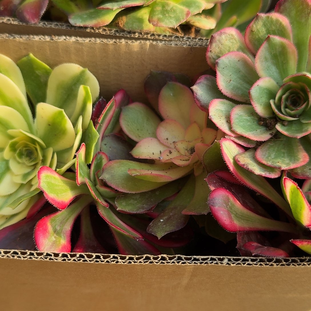 满满一箱打底11棵包邮