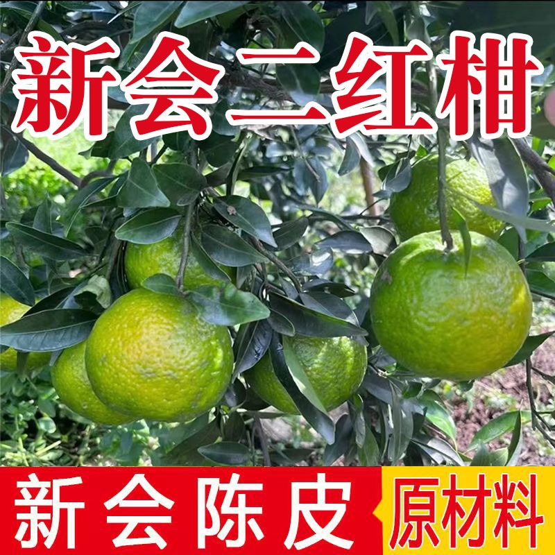 2025年正宗新会柑茶坑新鲜大青柑鲜果圈枝二红大红新会茶枝柑鲜果