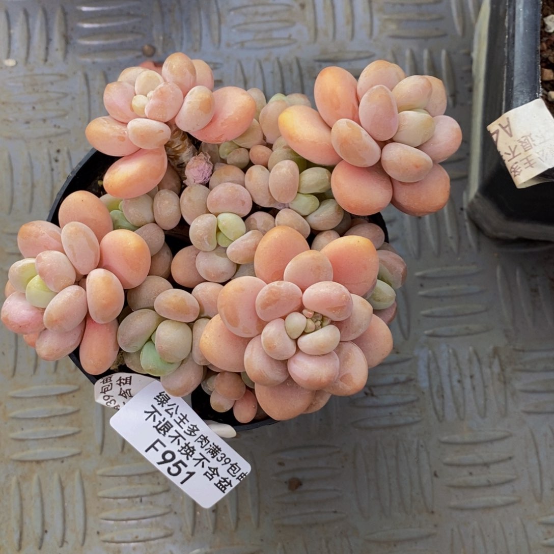 951橘子香水多肉10ck