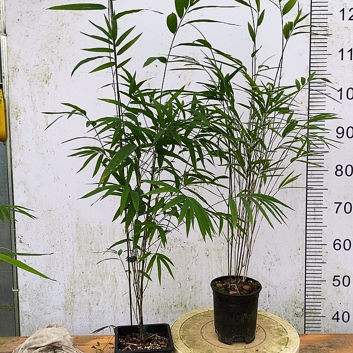 与***翼完全开放内门竹内门竹