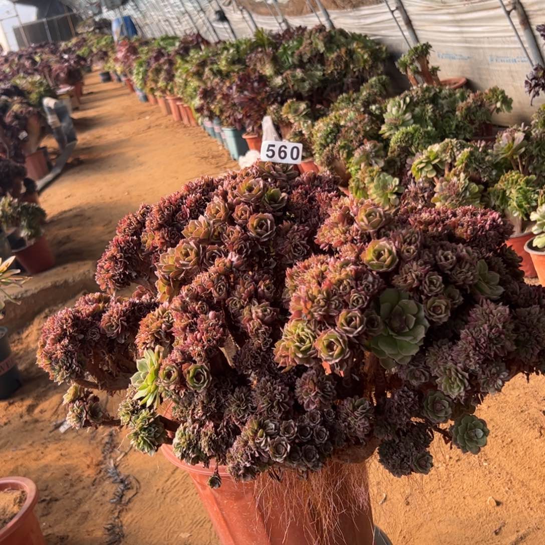 万朵有伤560官府55