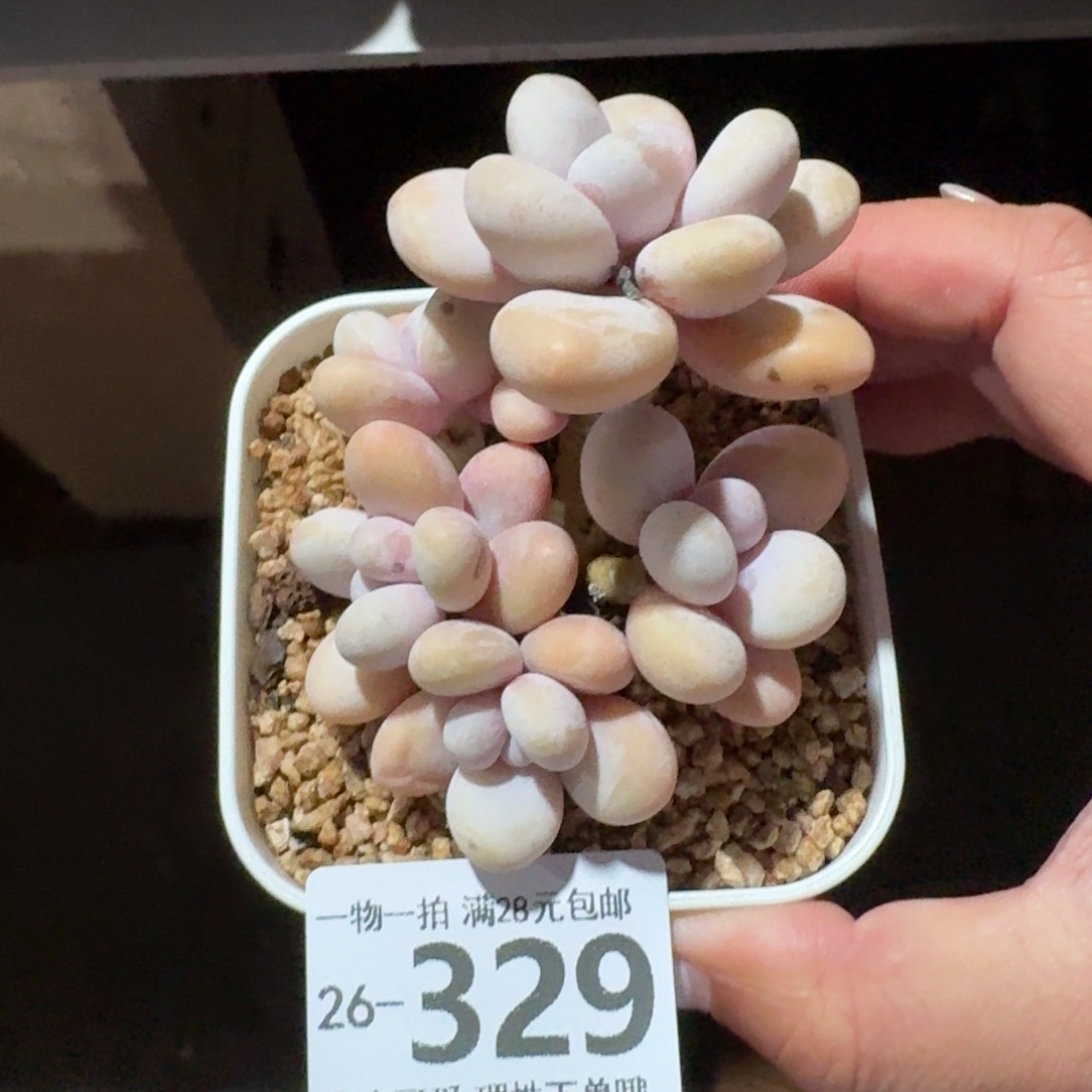 蛋黄奶无盆土发货无